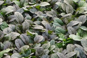 AJUGA Reptans "Elmblüt"