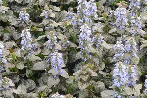 AJUGA Reptans "Elmblüt"