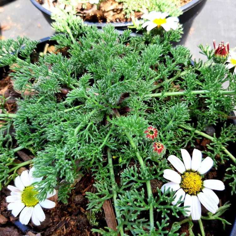 ANACYCLUS Pyrethrum "Depressus"