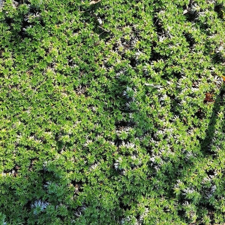 AZORELLA Trifurcata