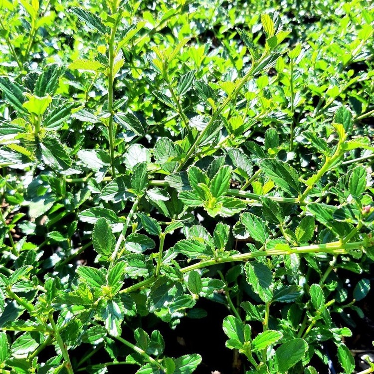 CEANOTHE Repens