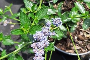 CEANOTHE Repens