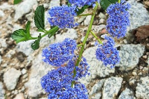CEANOTHE Repens