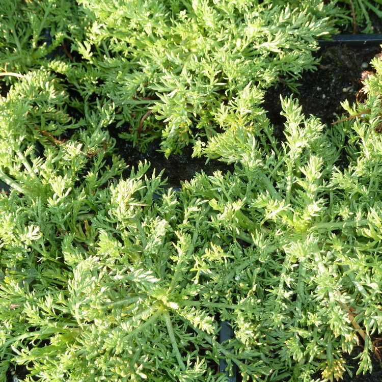 CHAMAEMELUM Nobile