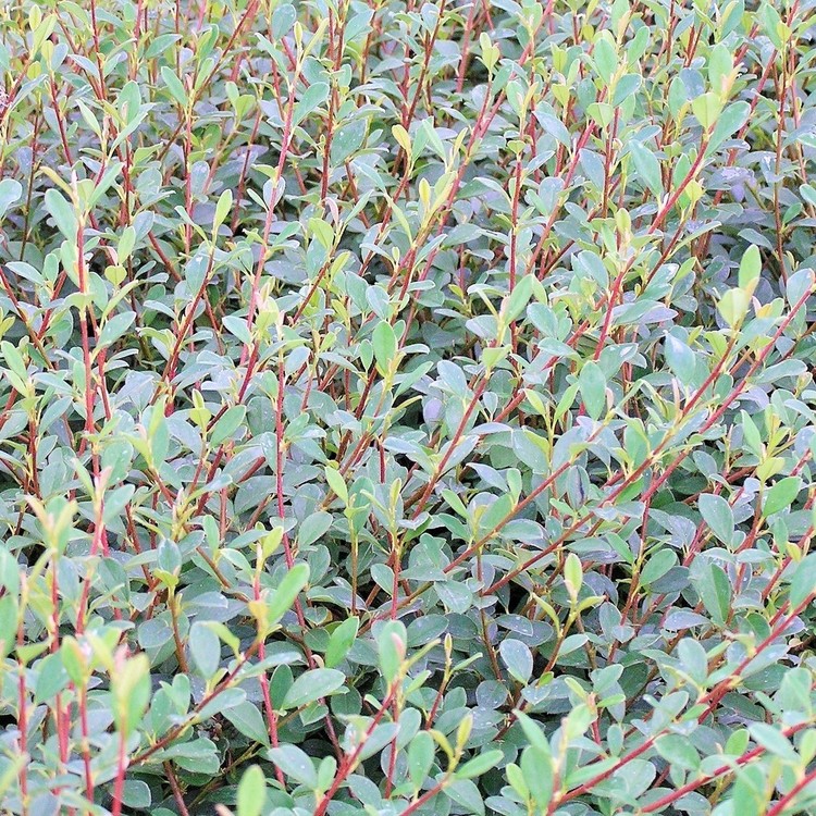 COTONEASTER Radicans "Eisholtz"