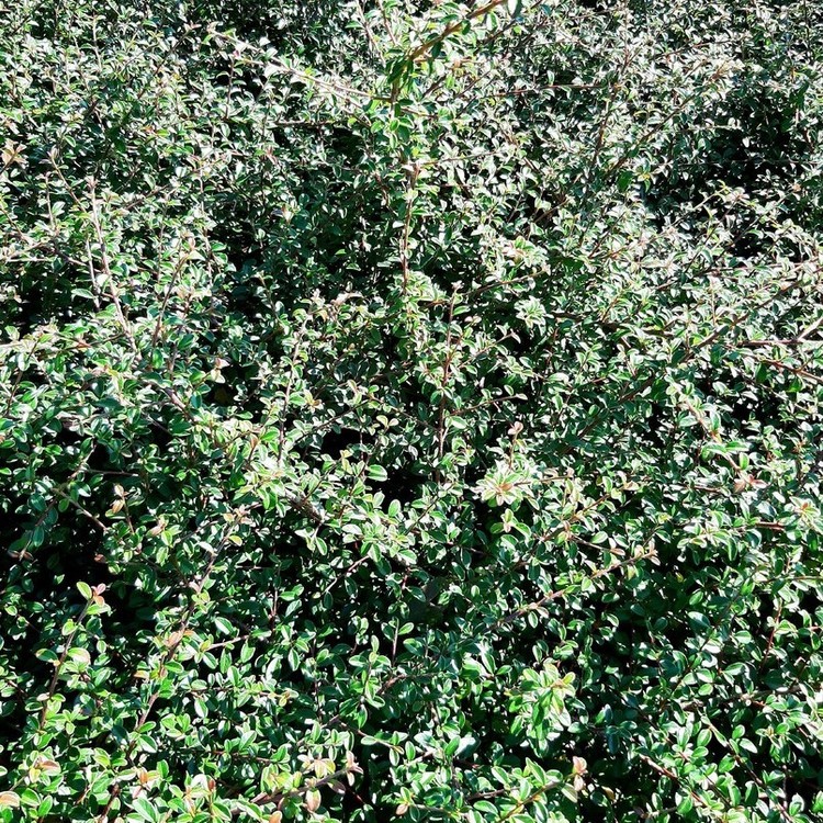 COTONEASTER Damneri "Skogolmen"