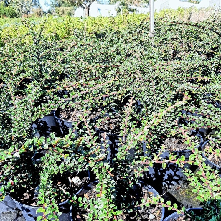 COTONEASTER Horizontalis