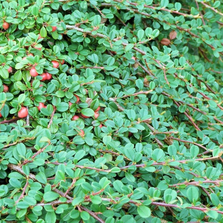 COTONEASTER Damneri Frieders "Evergreen"