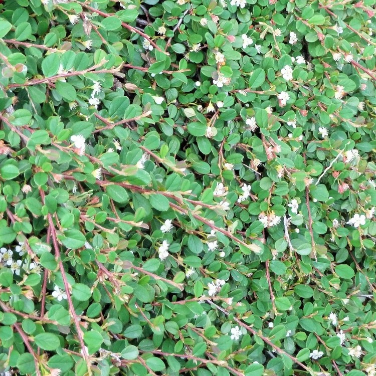 COTONEASTER Mycrophyllus "Streibs-Findling"