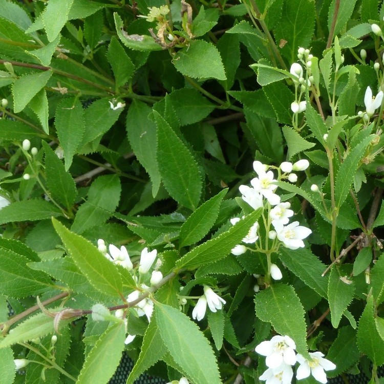 DEUTZIA Nikko