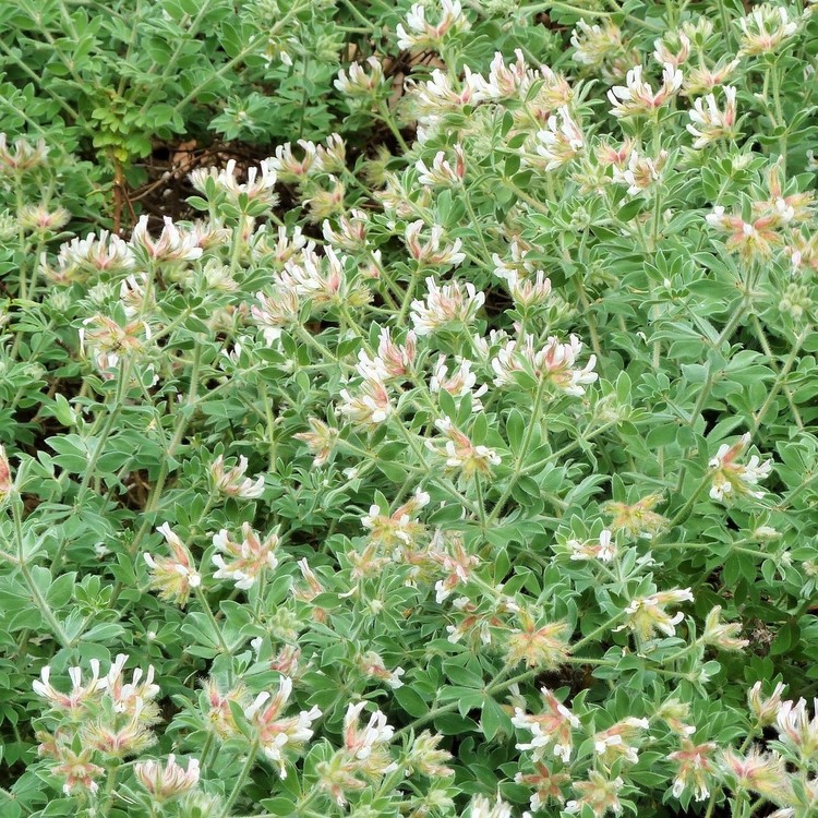 DORYCNUM Hirsutum