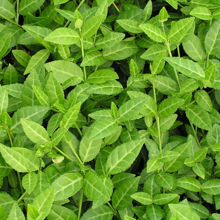 EUONYMUS Fortunei Tustin