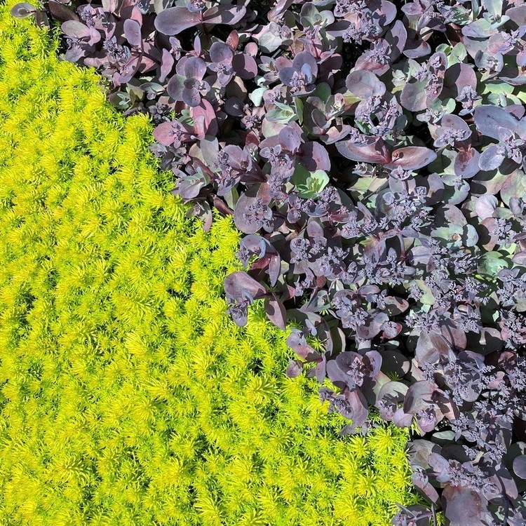 Plantes