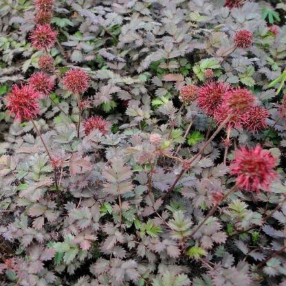 acaena microphylla kupferteppich 