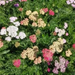 achillea millefolium summer pastels