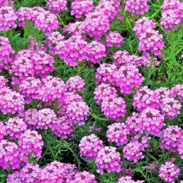 aethionema armenum warley rose 