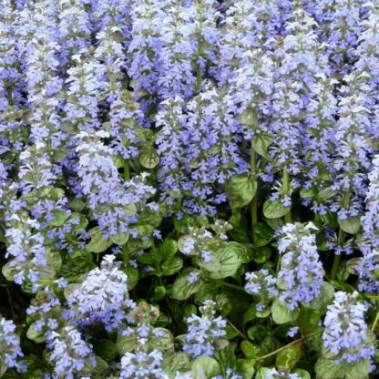 ajuga reptans elmblüt 