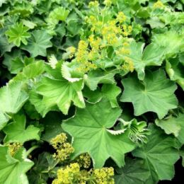 alchemillas mollis
