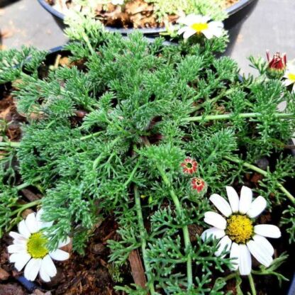 anacyclus pyrethrum depressus 