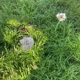 armeria maritima alba