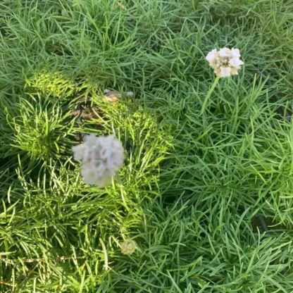 armeria maritima alba