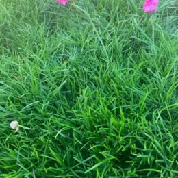 armeria maritima splendens