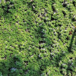 azorella trifurcata