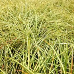 carex oshimensis evergold