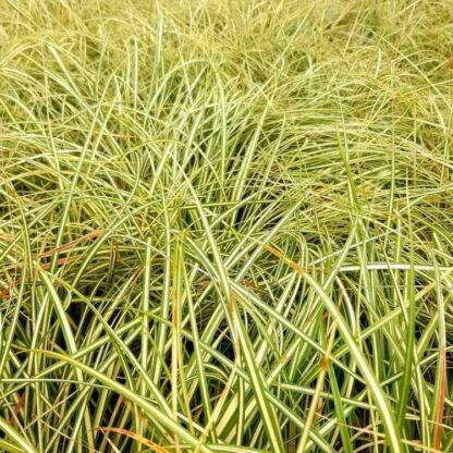 carex oshimensis evergold