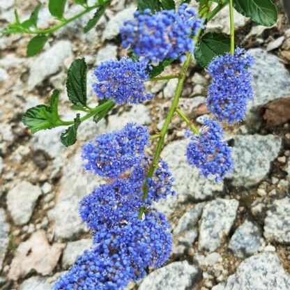 ceanothe repens