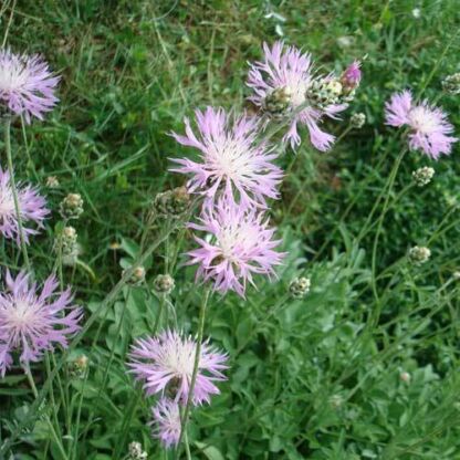 centaurea bella