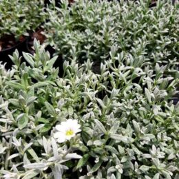 cerastium tomentosum