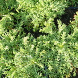 chamaemelum nobile