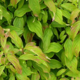 cornus kelsey