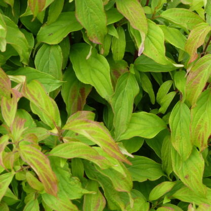 cornus kelsey