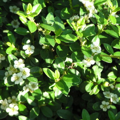 cotoneaster damneri coral beauty 