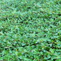 cotoneaster damneri radicans major 