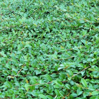 cotoneaster damneri radicans major 
