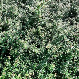 cotoneaster damneri skogolmen 