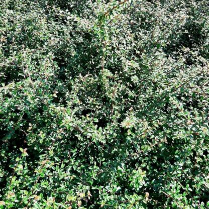 cotoneaster damneri skogolmen 