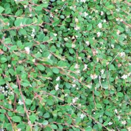 cotoneaster mycrophyllus streibs findling 