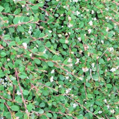 cotoneaster mycrophyllus streibs findling 