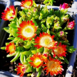 delosperma cooperii orange