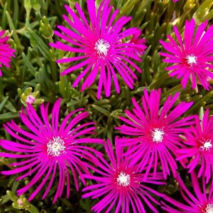 delosperma cooperii rose