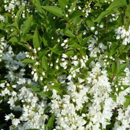 deutzia gracilis