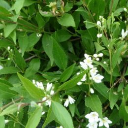 deutzia nikko