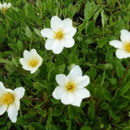 dryas octopetala