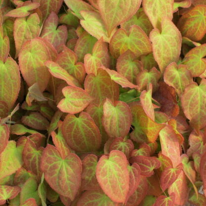 epimedium parralchicum frohnleiten