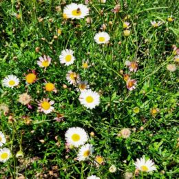 erigeron karvinskianus