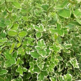 euonymus emerald gaity